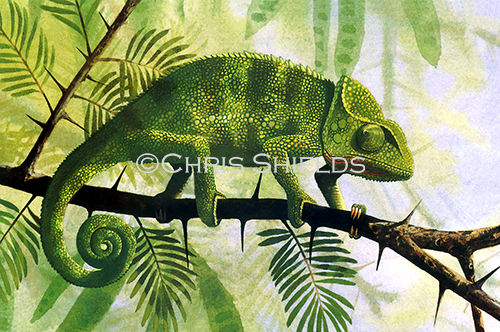 Chameleon (Chamaeleo chamaeleon) R005