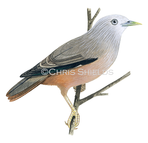 Chestnut-tailed Starling adult female (Sturnia malabarica blythii) BD0084