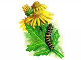 Cinnabar Moth Caterpillar (Tyria jacobaeae) IN001