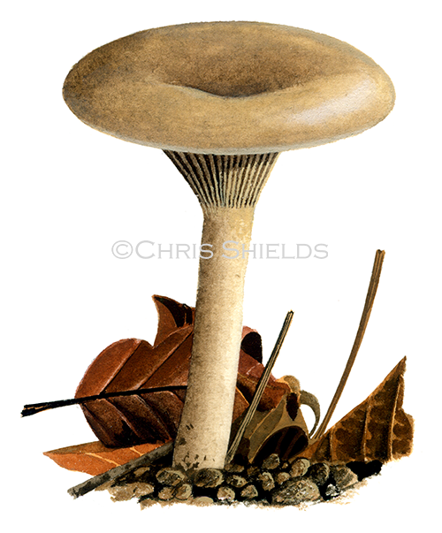 Clitocybe brumalis FU0376