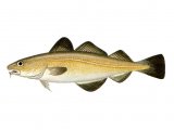 F086 - Cod (Gadus morhua)