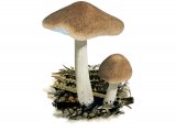 Collybia prolixa (Toothed Toughshank) FU020