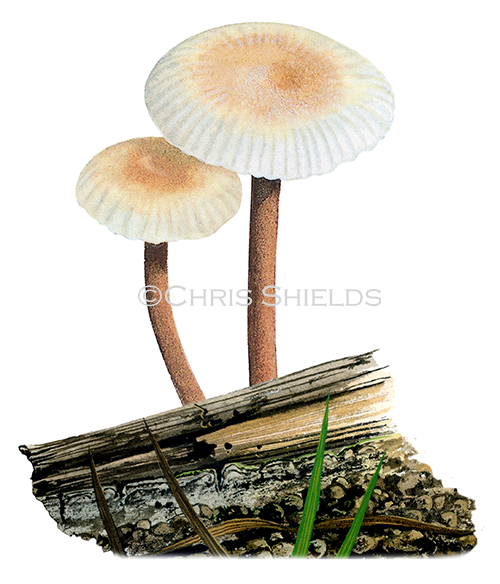 Collybia inodora (Gymnopus inodorus) FU0406