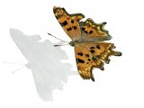 Comma (Polygonia c-album) IN003