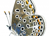 Common Blue female (Polyommatus icarus) L0018