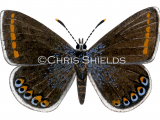 Common Blue female (Polyommatus icarus) L0019