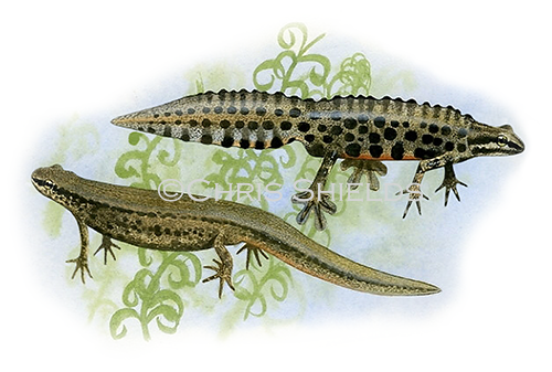 Common Newt male and female (Lissotriton vulgaris) RA105