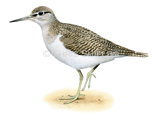 Common Sandpiper (Actitis hypoleucos) BD0624