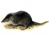 Shrew (Common) Sorex araneus M001