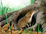 Shrew (Common) Sorex araneus M002