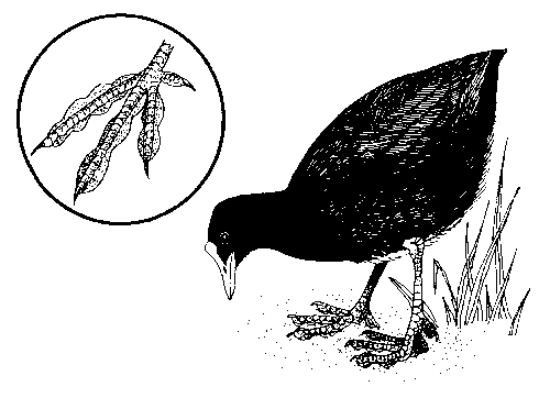 Coot (Fulica atra) BD0561