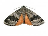 Copper Underwing (Amphipyra pyramidea) IN002