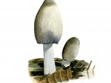 Coprinopsis acuminata (Humpback Ink Cap) FU004