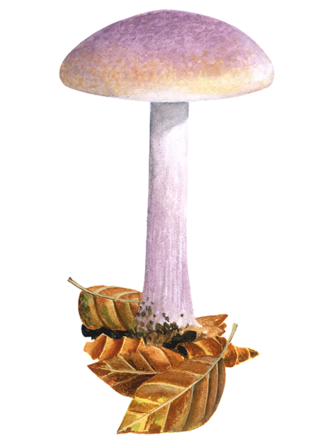 Cortinarius sodagnitus (Bitter Bigfoot Webcap) FU0165