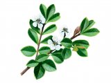 Cotoneaster BT0193