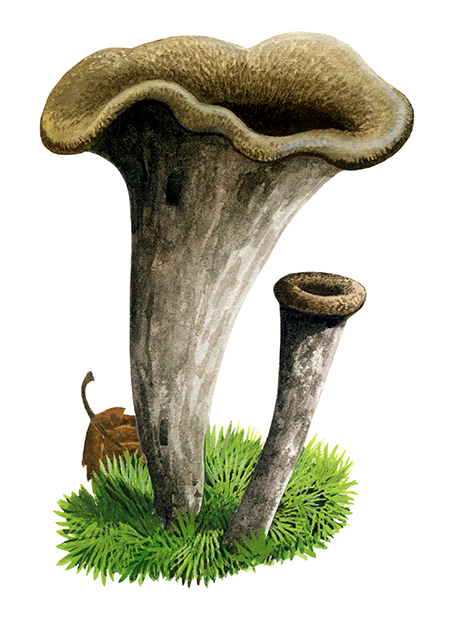 Craerellus cornucopioides (Horn of Plenty) FU0176