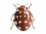 Cream-spot Ladybird (Calvia 14-guttata) IN001