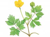 Creeping buttercup (Ranunculus repens) BT0195