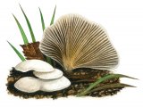 Crepidotus autochthonus FU004