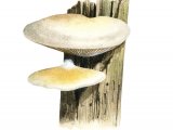 Crepidotus mollis (Peeling Oysterling) FU001