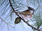 Crested Tit, (Lophophanes cristatus) BD0292