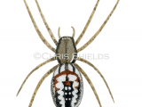 Cricket-bat Orbweaver Spider (Mangora acalypha) SP0097