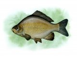 F046 - Crucian Carp (Carassius carassius)