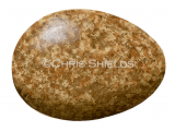 Cuckoo egg (Cuculus canorus) BD0184