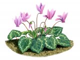 Cyclamen Hederifolium BT0199