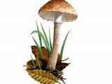 Cystolepiota moelleri FU006