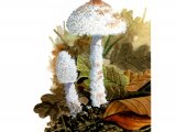 Cystolepiota pulverulenta FU002