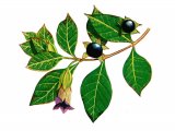 Deadly Nightshade (Atropa belladonna) BT0205