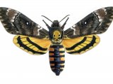 Deaths head Hawkmoth (Acherontia atropos) IN002