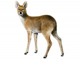 Deer (Chinese Water Deer) Hydropotes inermis M001