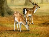 Deer (Fallow) Dama dama M004