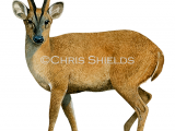 Deer (Muntjac) Muntiacus reevesi M001