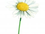 Dog Daisy (Leucanthemum vulgare) BT0206