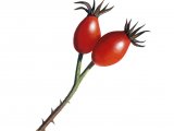 Dog Rose hips (Rosa canina) BT0210