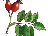 Dog Rose hips (Rosa canina) BT0209