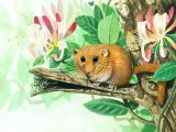 Dormouse (Muscardinus avellanarius) M003