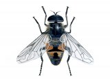 Drone Fly (Eristalis tenex) IN001