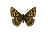 Duke of Burgundy Fritillary (Hamearis lucina) IN001