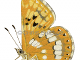 Duke od Burgundy Fritillary (Hamearis lucina) L0061