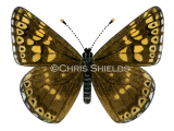 Duke of Burgundy Fritillary (Hamearis lucina) L0060