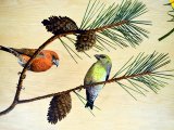 Belmond Northern Belle mural (Scottish Crossbill) BD0016