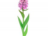 Early Marsh Orchid (Dactylorhiza incarnata) BT0214