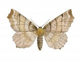 Early Thorn (Selenia dentaria) IN001