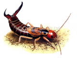 Earwig male (Forticula auricularia) IN070