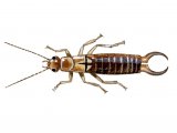 IN075 - Earwig (male) Forticula auricularia