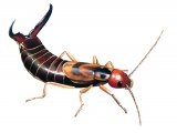 IN071 - Earwig (male) Forticula auricularia